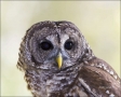 Florida;Southeast-USA;Barred-Owl;Owl;Strix-varia;one-animal;close-up;color-image